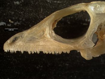 Media type: image;   Herpetology R-132057